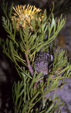 APII jpeg image of Isopogon anemonifolius  © contact APII