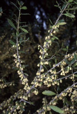 APII jpeg image of Melicytus dentatus  © contact APII
