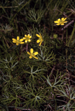 APII jpeg image of Ranunculus inundatus  © contact APII