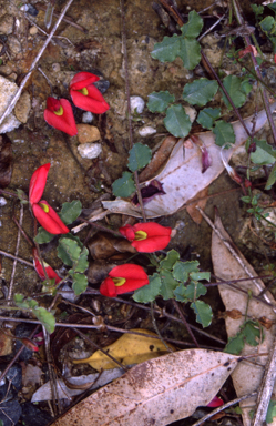 APII jpeg image of Kennedia prostrata  © contact APII