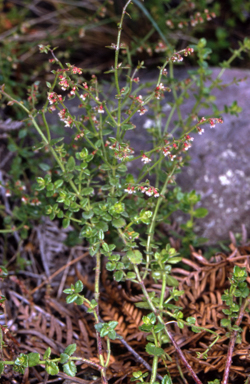 APII jpeg image of Gonocarpus teucrioides  © contact APII