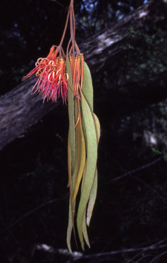 APII jpeg image of Amyema pendula subsp. pendula  © contact APII