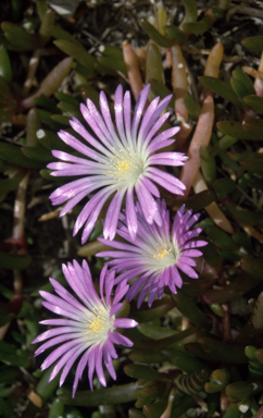 APII jpeg image of Disphyma crassifolium subsp. clavellatum  © contact APII
