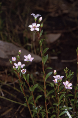 APII jpeg image of Samolus repens  © contact APII