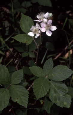 APII jpeg image of Rubus ulmifolius  © contact APII