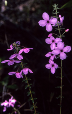 APII jpeg image of Tetratheca thymifolia  © contact APII