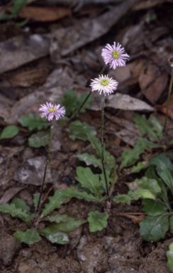APII jpeg image of Lagenophora stipitata  © contact APII