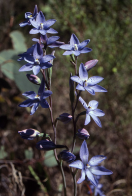 APII jpeg image of Thelymitra ixioides  © contact APII