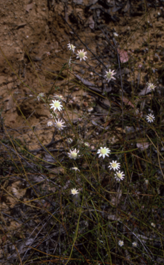 APII jpeg image of Actinotus minor  © contact APII