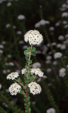 APII jpeg image of Platysace lanceolata  © contact APII