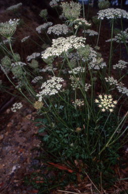 APII jpeg image of Daucus carota  © contact APII