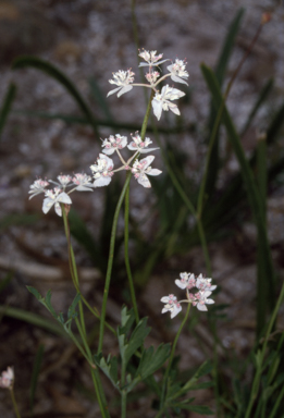 APII jpeg image of Xanthosia atkinsoniana  © contact APII