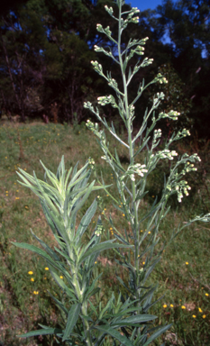 APII jpeg image of Erigeron sumatrensis  © contact APII