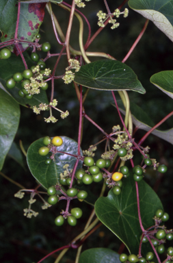 APII jpeg image of Stephania japonica var. discolor  © contact APII