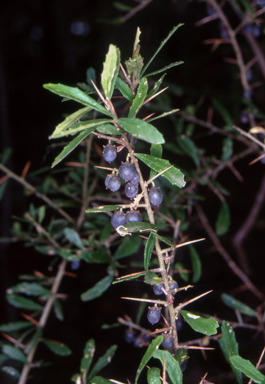 APII jpeg image of Melicytus dentatus  © contact APII