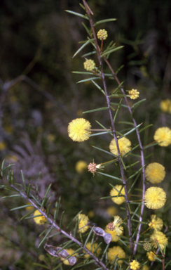 APII jpeg image of Acacia brownii  © contact APII