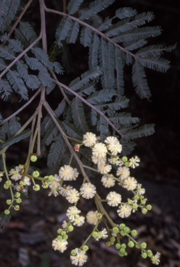 APII jpeg image of Acacia irrorata subsp. irrorata  © contact APII