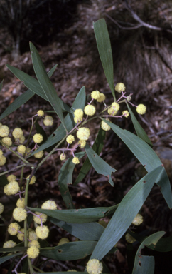 APII jpeg image of Acacia melanoxylon  © contact APII