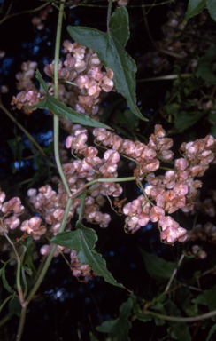 APII jpeg image of Rumex sagittatus  © contact APII