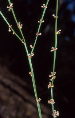 APII jpeg image of Amperea xiphoclada var. xiphoclada  © contact APII