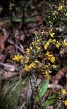 APII jpeg image of Bossiaea foliosa  © contact APII