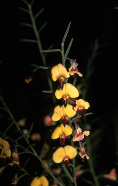 APII jpeg image of Bossiaea heterophylla  © contact APII