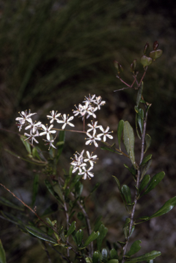 APII jpeg image of Bursaria spinosa subsp. lasiophylla  © contact APII