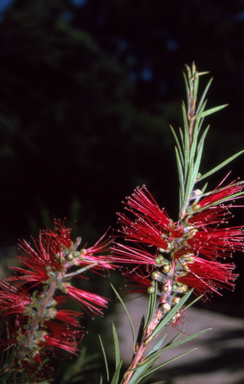 APII jpeg image of Callistemon subulatus  © contact APII