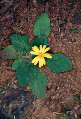 APII jpeg image of Cymbonotus preissianus  © contact APII