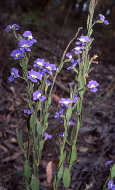 APII jpeg image of Dampiera stricta  © contact APII