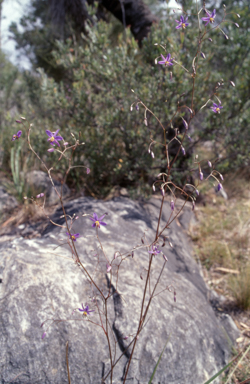 APII jpeg image of Dianella revoluta var. revoluta  © contact APII