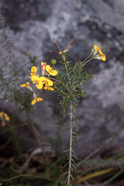 APII jpeg image of Dillwynia retorta  © contact APII