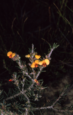 APII jpeg image of Dillwynia sericea  © contact APII