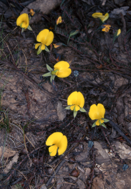 APII jpeg image of Gompholobium minus  © contact APII