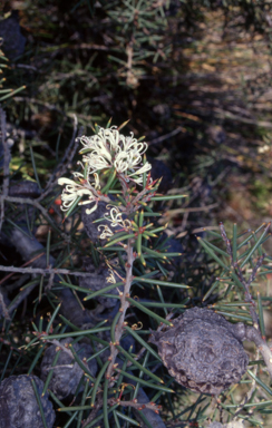 APII jpeg image of Hakea decurrens subsp. platytaenia  © contact APII