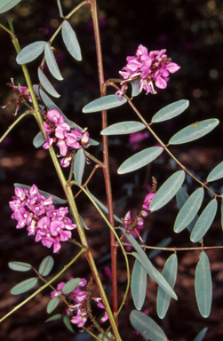 APII jpeg image of Indigofera australis  © contact APII