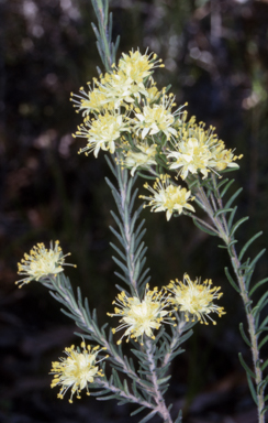 APII jpeg image of Leionema diosmeum  © contact APII