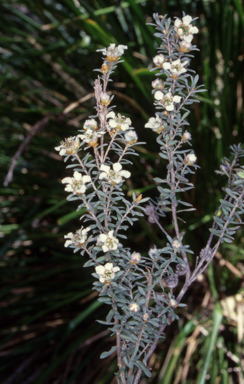 APII jpeg image of Leptospermum lanigerum  © contact APII