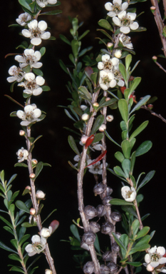 APII jpeg image of Leptospermum obovatum  © contact APII