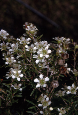 APII jpeg image of Leptospermum sejunctum  © contact APII