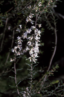 APII jpeg image of Styphelia ericoides  © contact APII