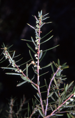 APII jpeg image of Monotoca scoparia  © contact APII