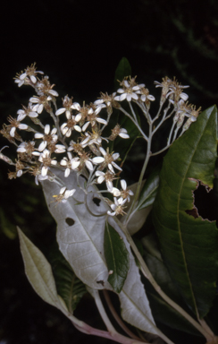 APII jpeg image of Olearia argophylla  © contact APII