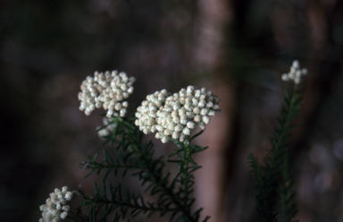 APII jpeg image of Ozothamnus diosmifolius  © contact APII