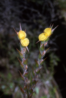 APII jpeg image of Philydrum lanuginosum  © contact APII