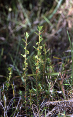 APII jpeg image of Phyllanthus hirtellus  © contact APII