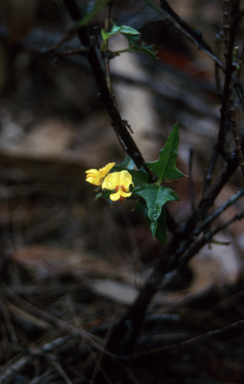 APII jpeg image of Podolobium ilicifolium  © contact APII