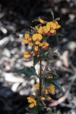 APII jpeg image of Podolobium ilicifolium  © contact APII