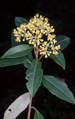 APII jpeg image of Pomaderris elliptica  © contact APII