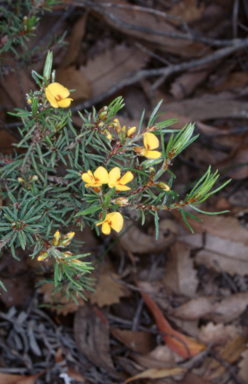 APII jpeg image of Pultenaea mollis  © contact APII